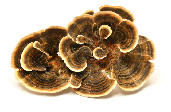 Turkey Tail Powder