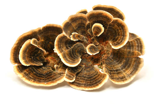 Turkey Tail Drops