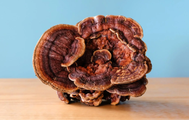 Reishi Resilience Tincture