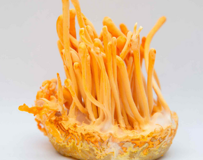 Endura Capsules- Cordyceps